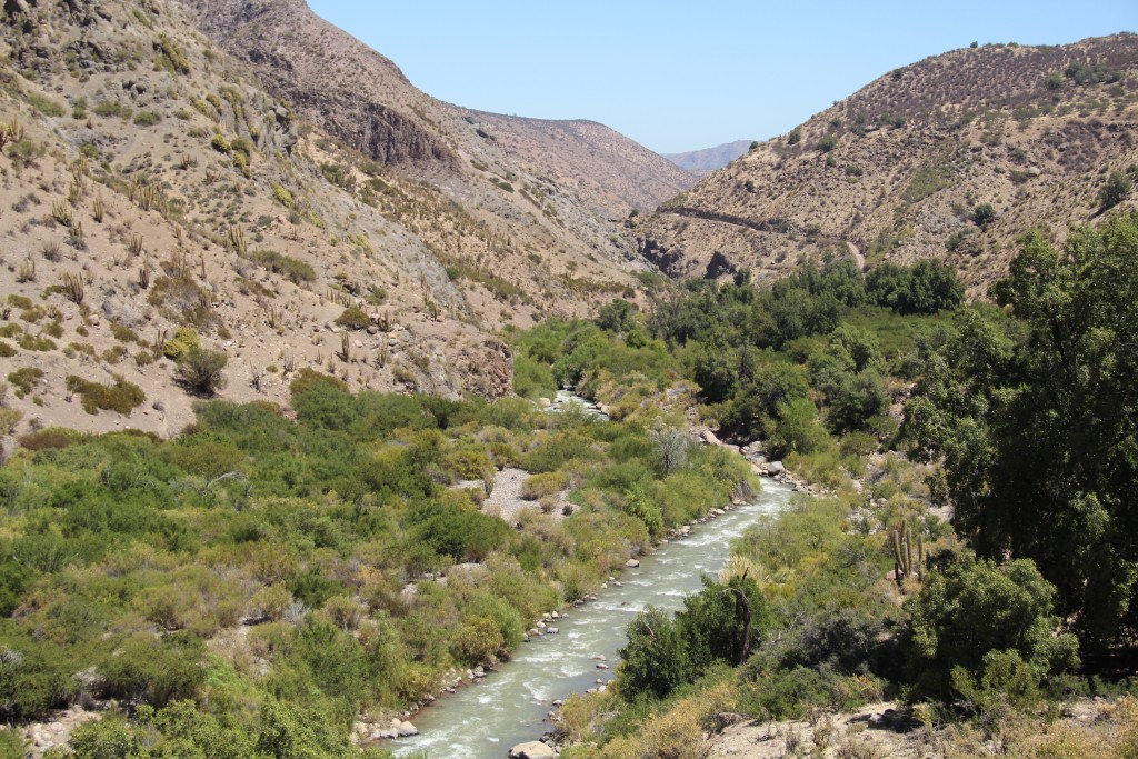 Arboleda de Quillay