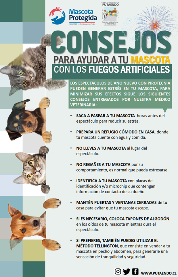 PUTAENDO MASCOTA